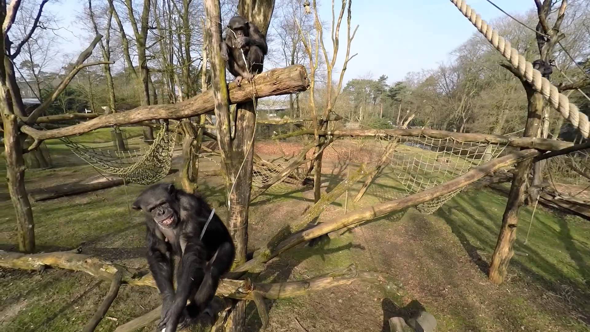 Videomarketing bij Burgers' Zoo | Binder online video