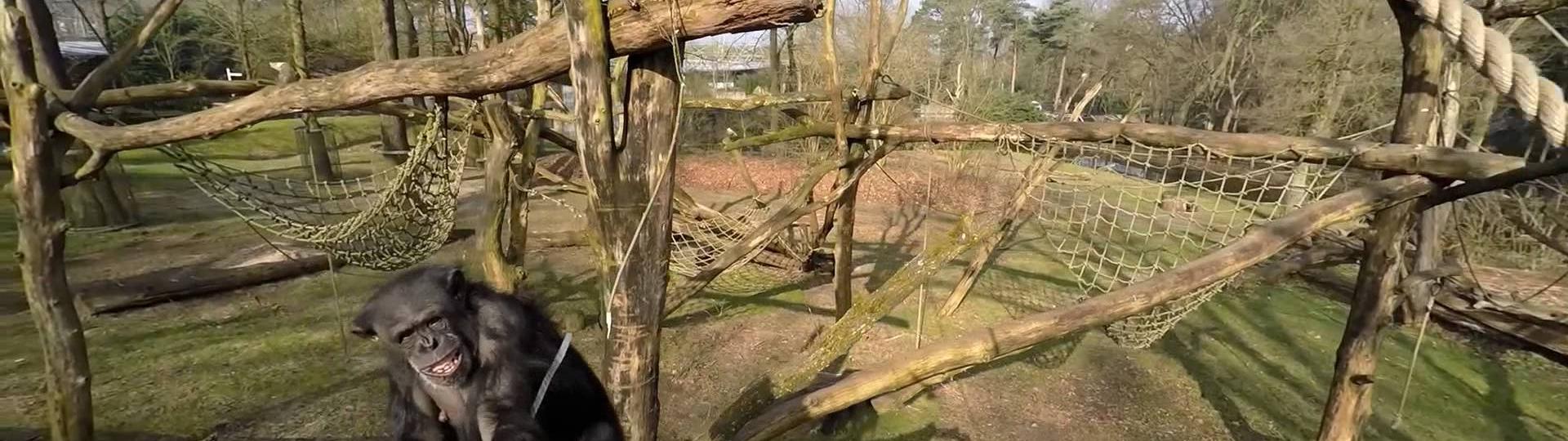 foto chimp burgers zoo